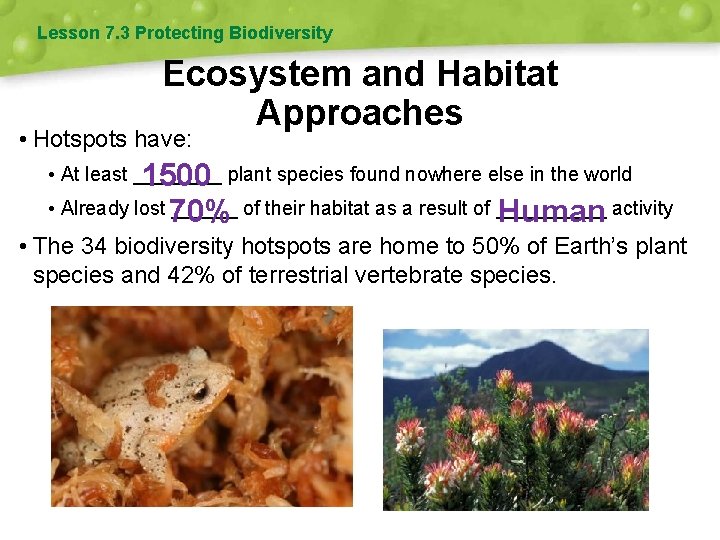 Lesson 7. 3 Protecting Biodiversity Ecosystem and Habitat Approaches • Hotspots have: • At