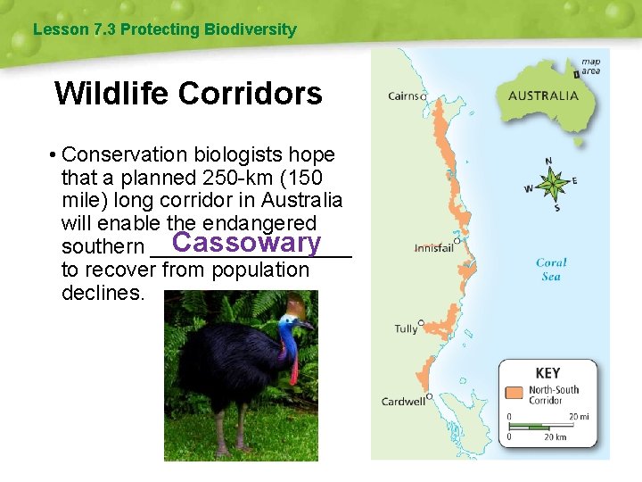 Lesson 7. 3 Protecting Biodiversity Wildlife Corridors • Conservation biologists hope that a planned