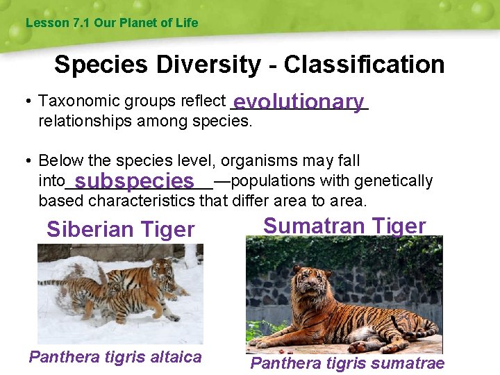 Lesson 7. 1 Our Planet of Life Species Diversity - Classification • Taxonomic groups