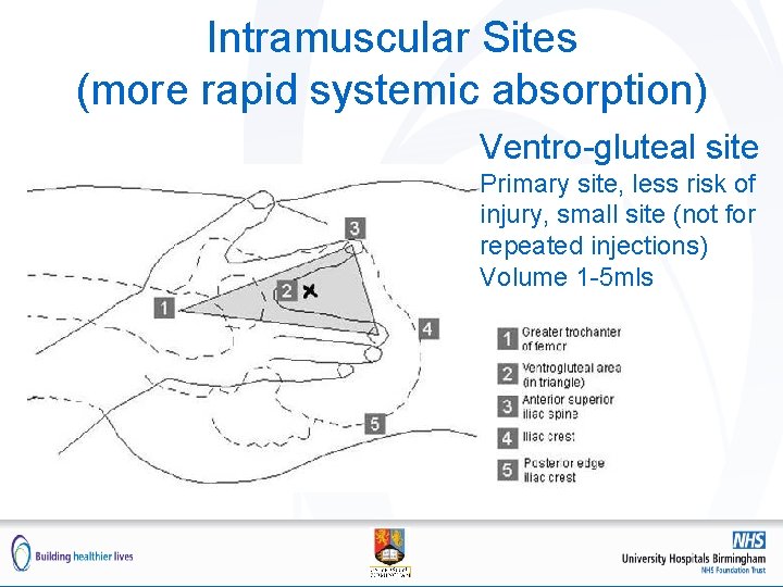 Intramuscular Sites (more rapid systemic absorption) Ventro-gluteal site Primary site, less risk of injury,