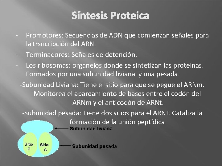 Síntesis Proteica Promotores: Secuencias de ADN que comienzan señales para la trsncripción del ARN.