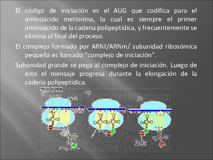 El código de iniciación es el AUG que codifica para el aminoácido metionina, la