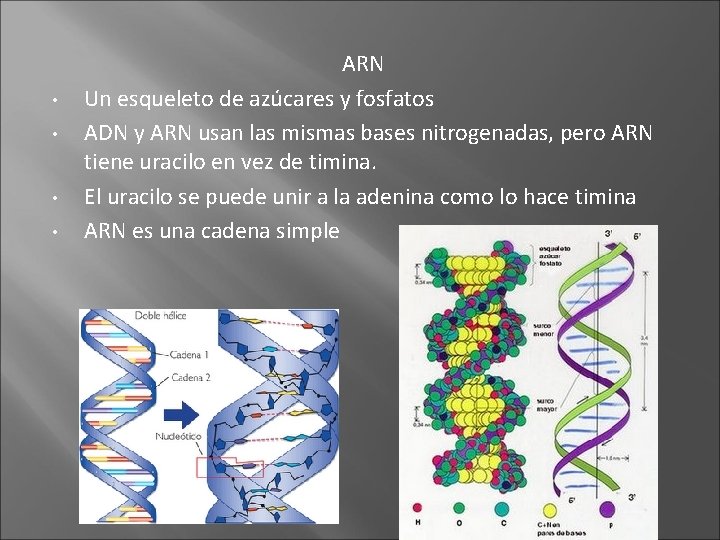  • • ARN Un esqueleto de azúcares y fosfatos ADN y ARN usan