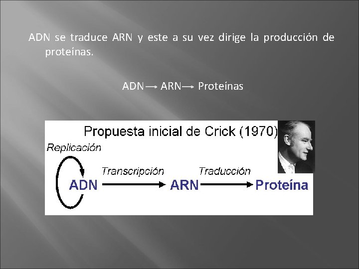 ADN se traduce ARN y este a su vez dirige la producción de proteínas.
