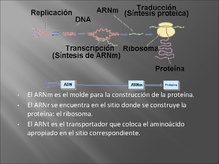  • • • El ARNm es el molde para la construcción de la