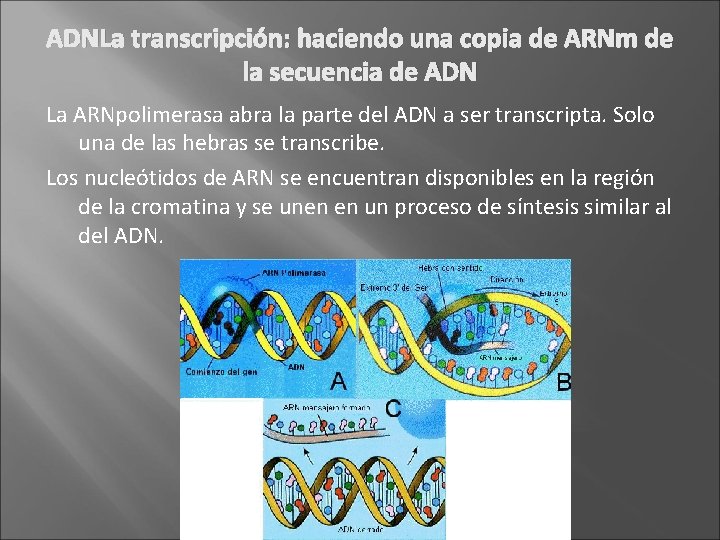 ADNLa transcripción: haciendo una copia de ARNm de la secuencia de ADN La ARNpolimerasa