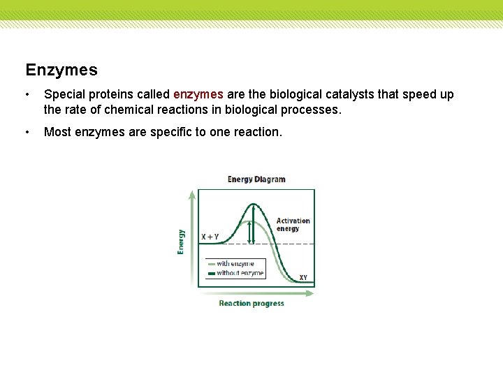 Enzymes • Special proteins called enzymes are the biological catalysts that speed up the