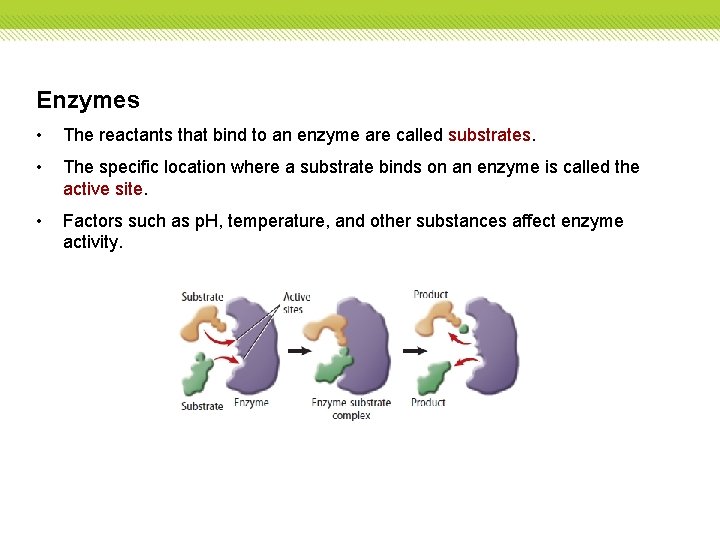 Enzymes • The reactants that bind to an enzyme are called substrates. • The