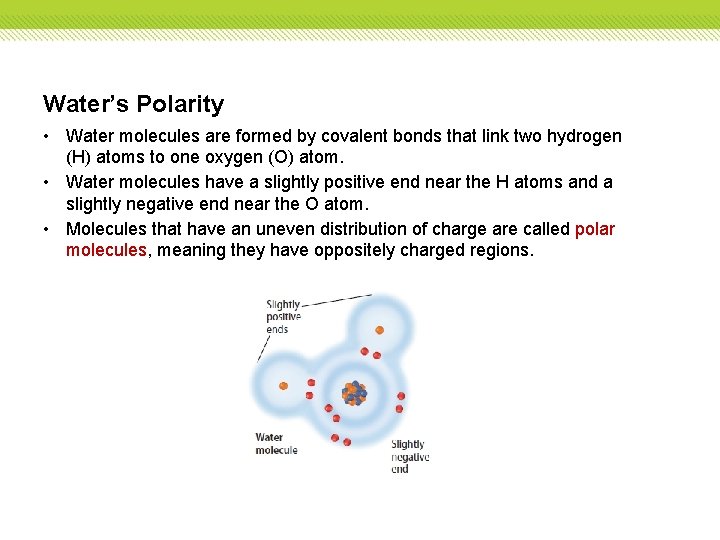 Water’s Polarity • Water molecules are formed by covalent bonds that link two hydrogen