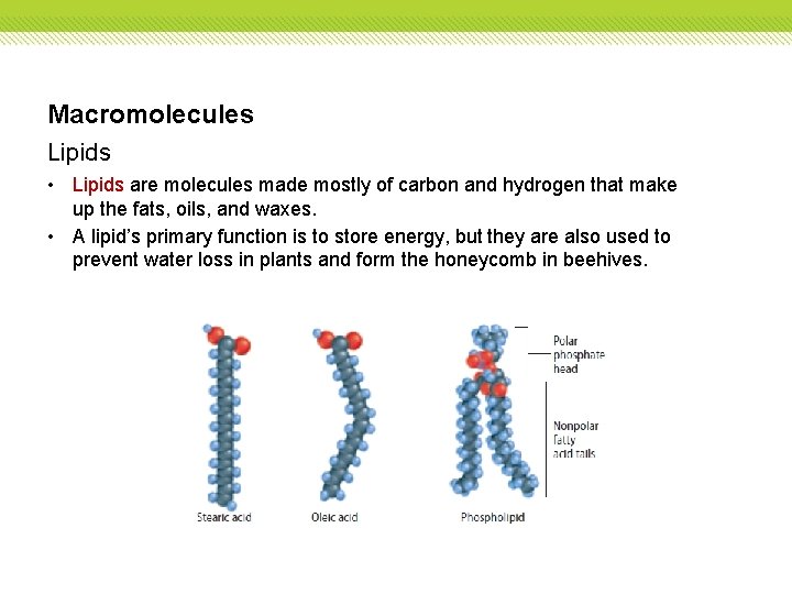 Macromolecules Lipids • Lipids are molecules made mostly of carbon and hydrogen that make