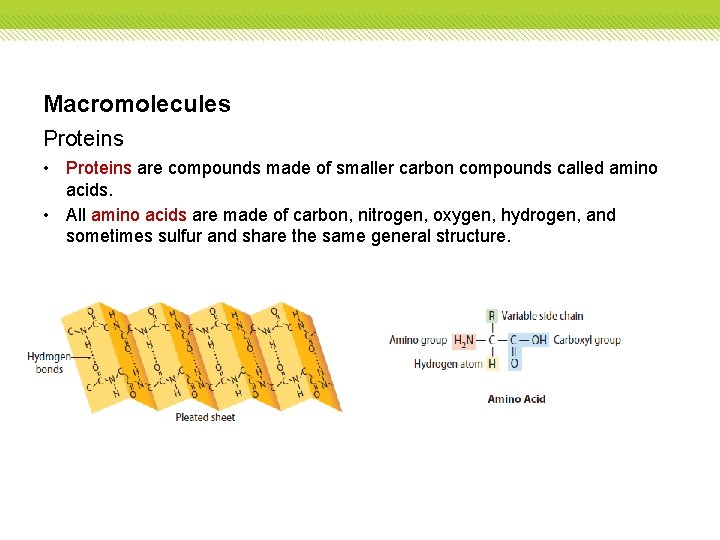 Macromolecules Proteins • Proteins are compounds made of smaller carbon compounds called amino acids.