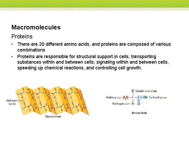 Macromolecules Proteins • There are 20 different amino acids, and proteins are composed of