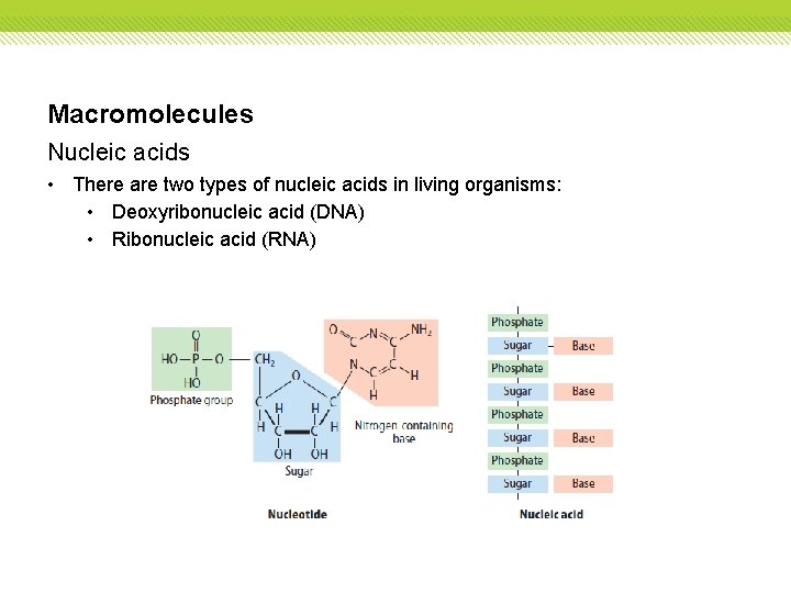 Macromolecules Nucleic acids • There are two types of nucleic acids in living organisms: