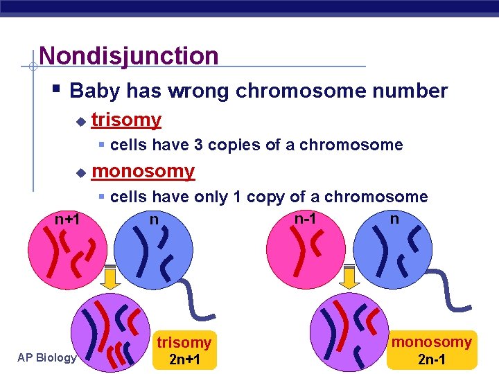 Nondisjunction § Baby has wrong chromosome number u trisomy § cells have 3 copies