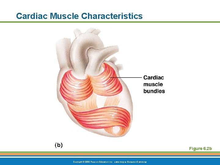 Cardiac Muscle Characteristics Figure 6. 2 b Copyright © 2009 Pearson Education, Inc. ,