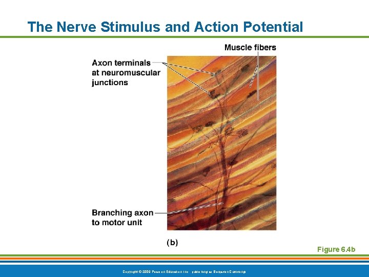 The Nerve Stimulus and Action Potential Figure 6. 4 b Copyright © 2009 Pearson