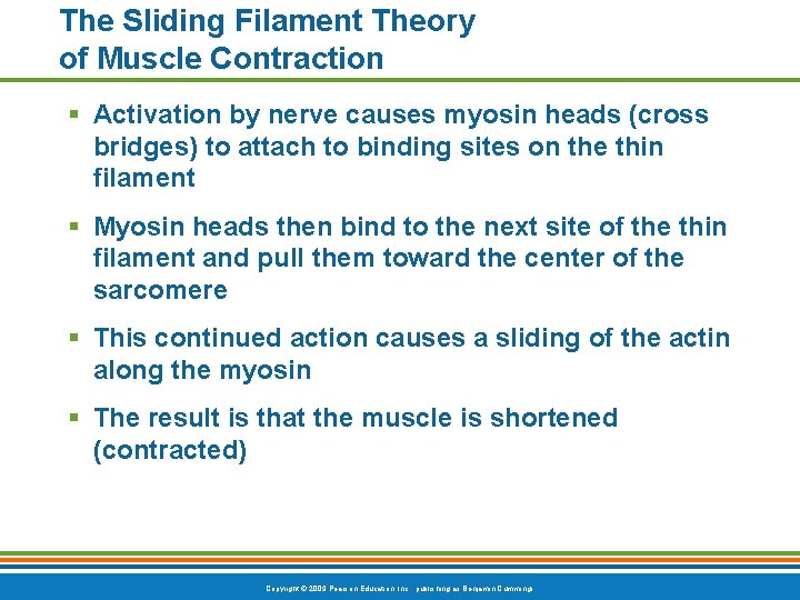 The Sliding Filament Theory of Muscle Contraction § Activation by nerve causes myosin heads