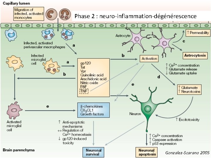 Phase 2 : neuro-inflammation-dégénérescence Gonzalez-Scarano 2005 