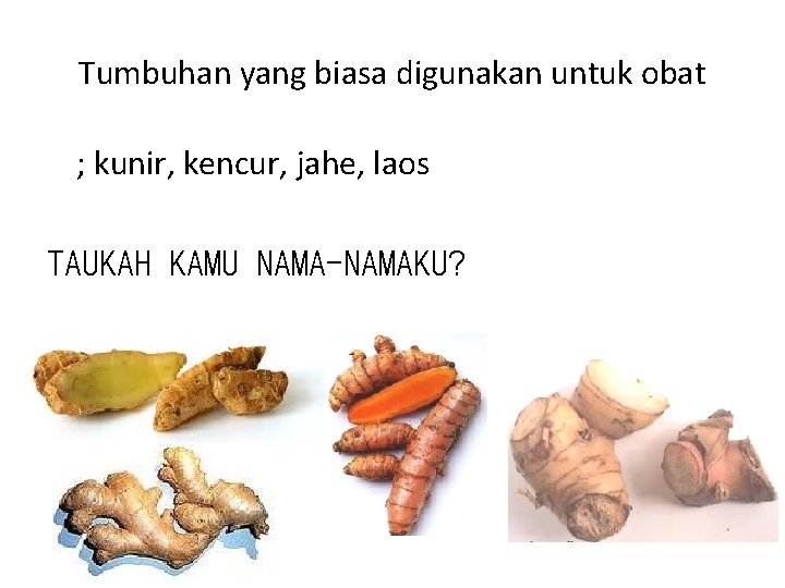 Tumbuhan yang biasa digunakan untuk obat ; kunir, kencur, jahe, laos TAUKAH KAMU NAMA-NAMAKU?
