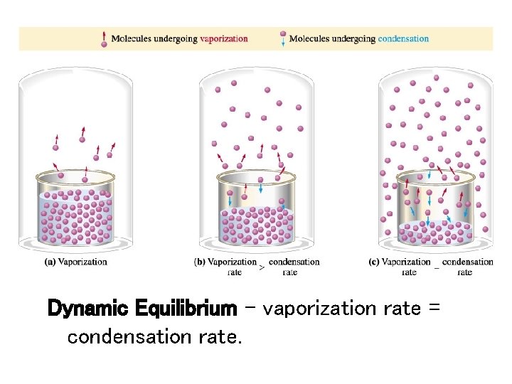 Dynamic Equilibrium – vaporization rate = condensation rate. 