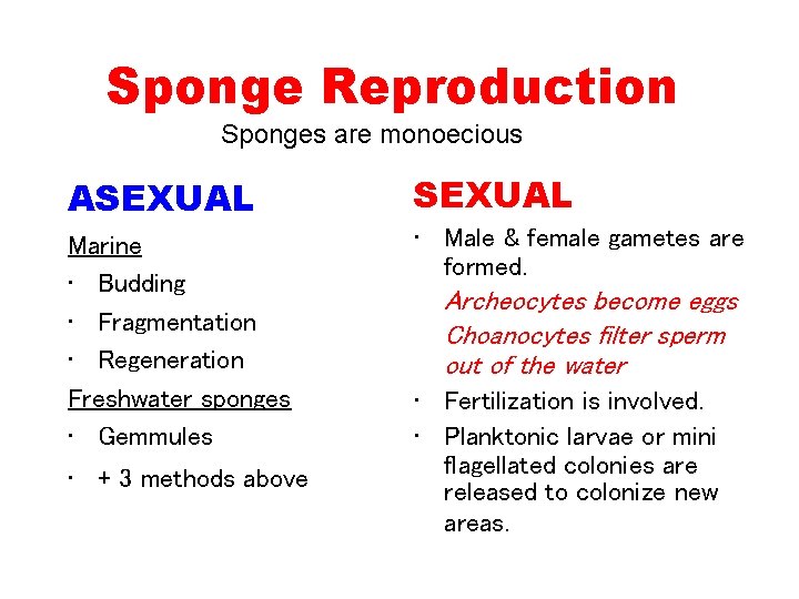 Sponge Reproduction Sponges are monoecious ASEXUAL Marine • Budding • Fragmentation • Regeneration Freshwater