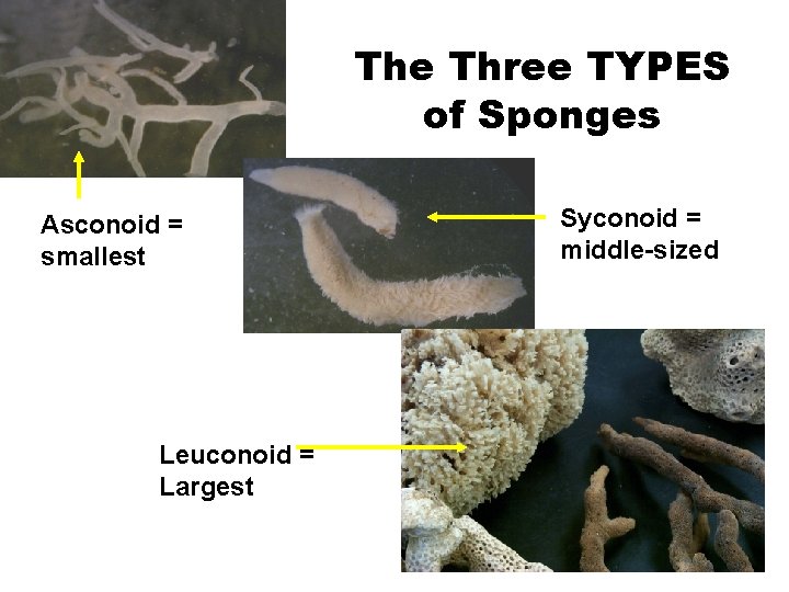 The Three TYPES of Sponges Asconoid = smallest Leuconoid = Largest Syconoid = middle-sized