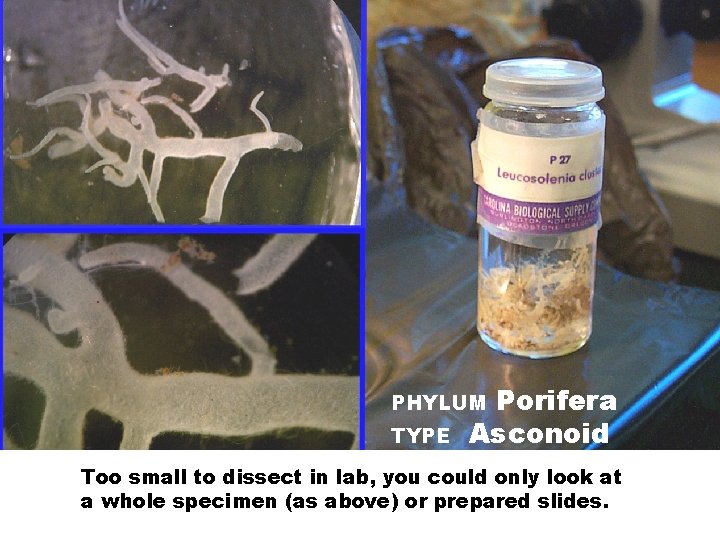 Porifera Asconoid PHYLUM TYPE Too small to dissect in lab, you could only look