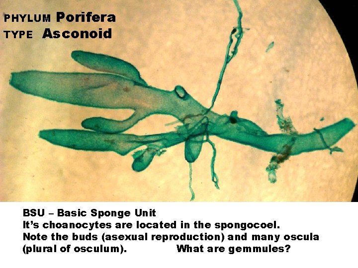 Porifera Asconoid PHYLUM TYPE BSU – Basic Sponge Unit It’s choanocytes are located in