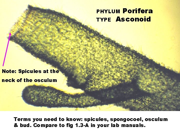 Porifera Asconoid PHYLUM TYPE Note: Spicules at the neck of the osculum Terms you