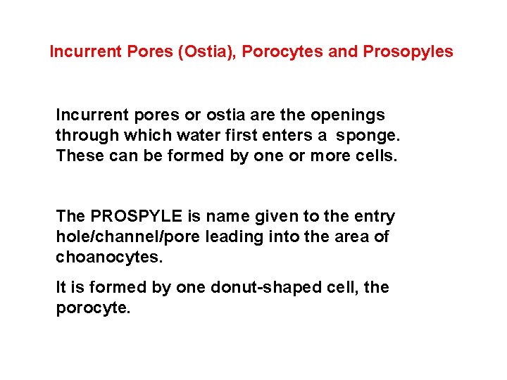 Incurrent Pores (Ostia), Porocytes and Prosopyles Incurrent pores or ostia are the openings through