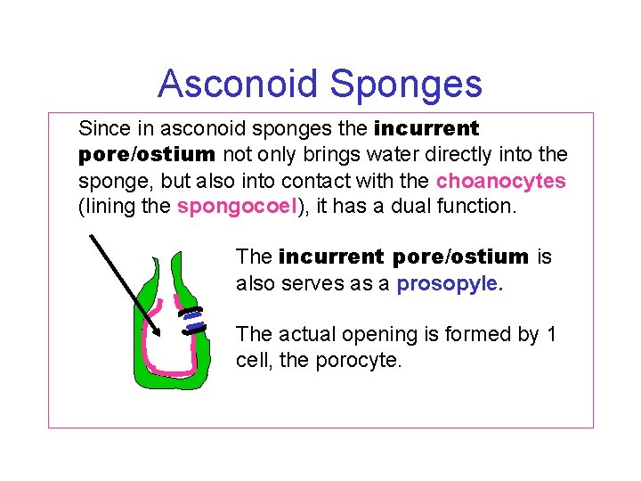 Asconoid Sponges Since in asconoid sponges the incurrent pore/ostium not only brings water directly