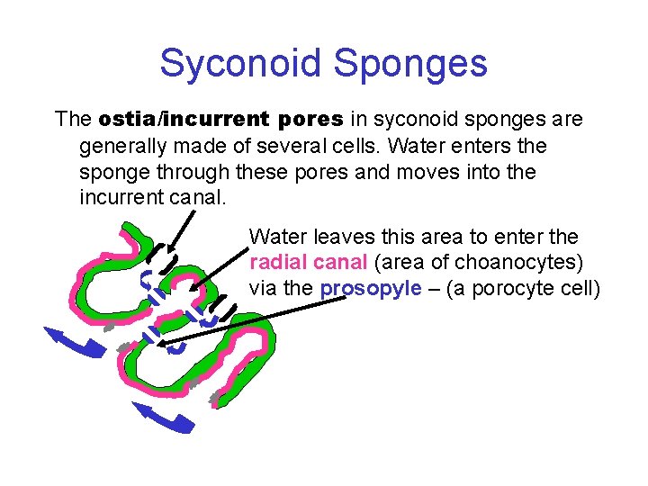 Syconoid Sponges The ostia/incurrent pores in syconoid sponges are generally made of several cells.