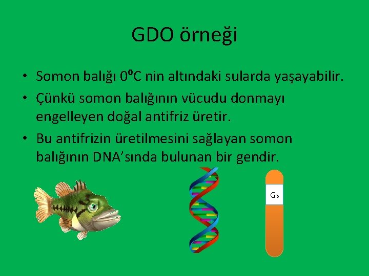 GDO örneği • Somon balığı 0ºC nin altındaki sularda yaşayabilir. • Çünkü somon balığının