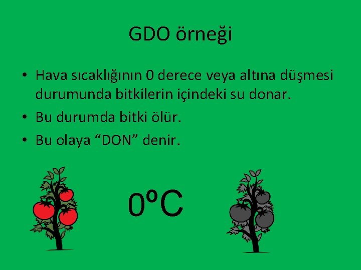 GDO örneği • Hava sıcaklığının 0 derece veya altına düşmesi durumunda bitkilerin içindeki su