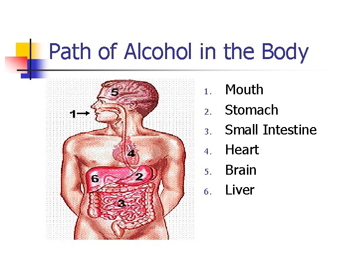 Path of Alcohol in the Body 1. 2. 3. 4. 5. 6. Mouth Stomach