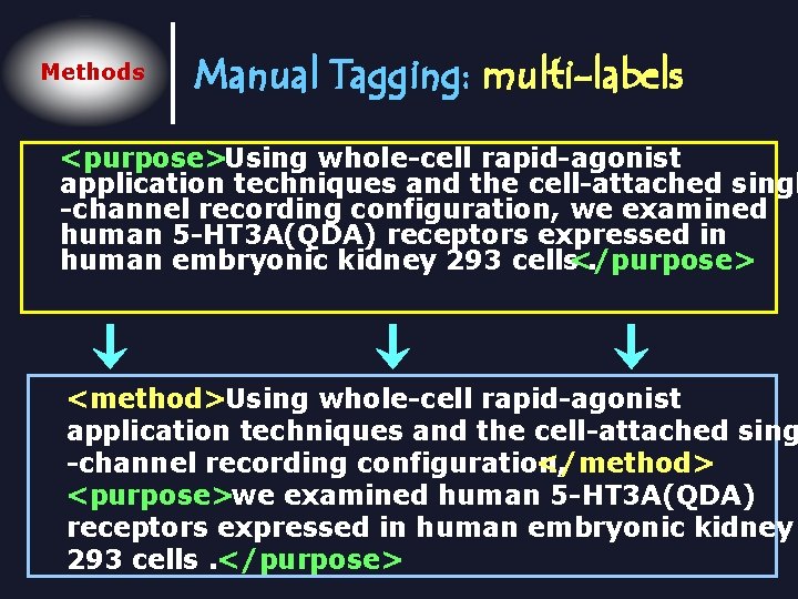 Methods Manual Tagging: multi-labels <purpose>Using whole-cell rapid-agonist application techniques and the cell-attached singl -channel