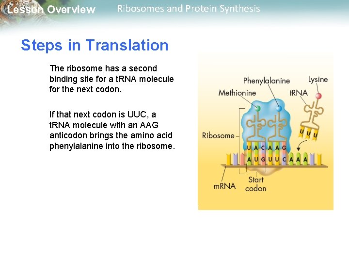 Lesson Overview Ribosomes and Protein Synthesis Steps in Translation The ribosome has a second