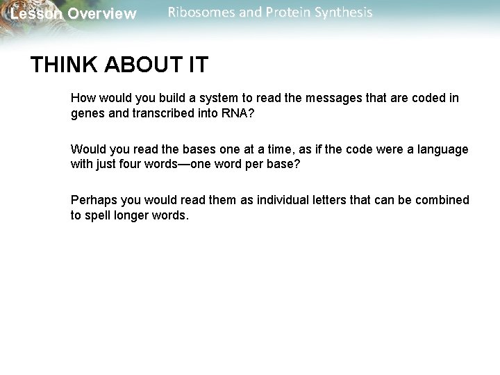 Lesson Overview Ribosomes and Protein Synthesis THINK ABOUT IT How would you build a