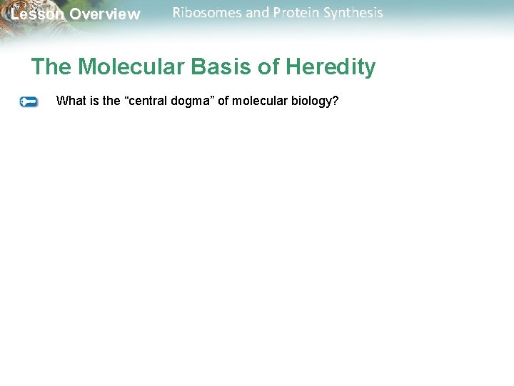 Lesson Overview Ribosomes and Protein Synthesis The Molecular Basis of Heredity What is the