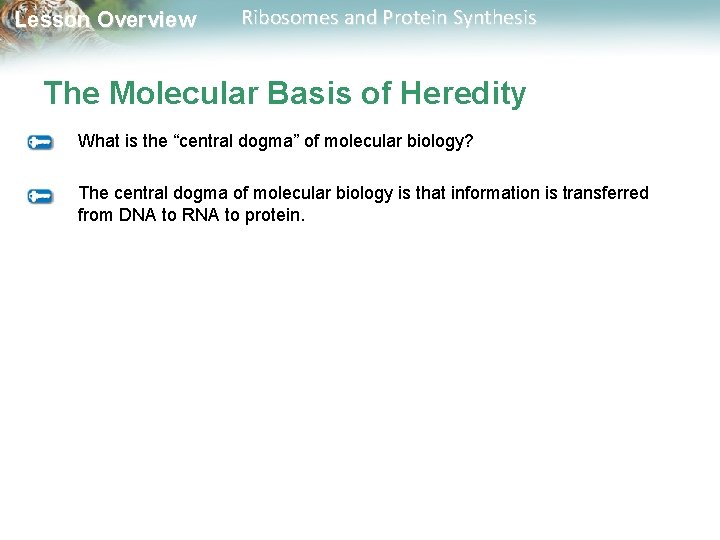 Lesson Overview Ribosomes and Protein Synthesis The Molecular Basis of Heredity What is the