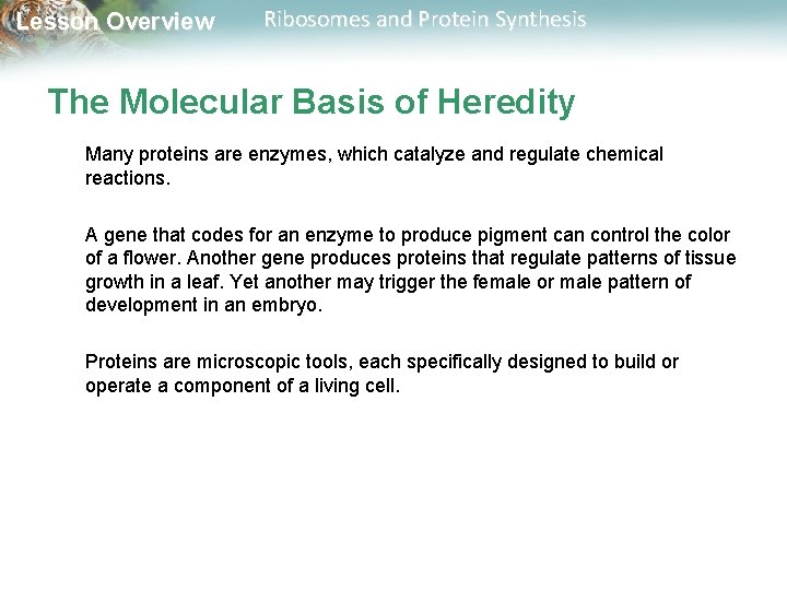 Lesson Overview Ribosomes and Protein Synthesis The Molecular Basis of Heredity Many proteins are