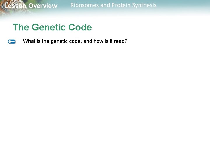 Lesson Overview Ribosomes and Protein Synthesis The Genetic Code What is the genetic code,
