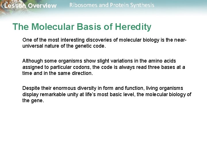 Lesson Overview Ribosomes and Protein Synthesis The Molecular Basis of Heredity One of the