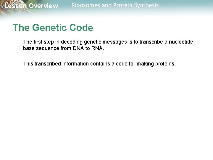 Lesson Overview Ribosomes and Protein Synthesis The Genetic Code The first step in decoding