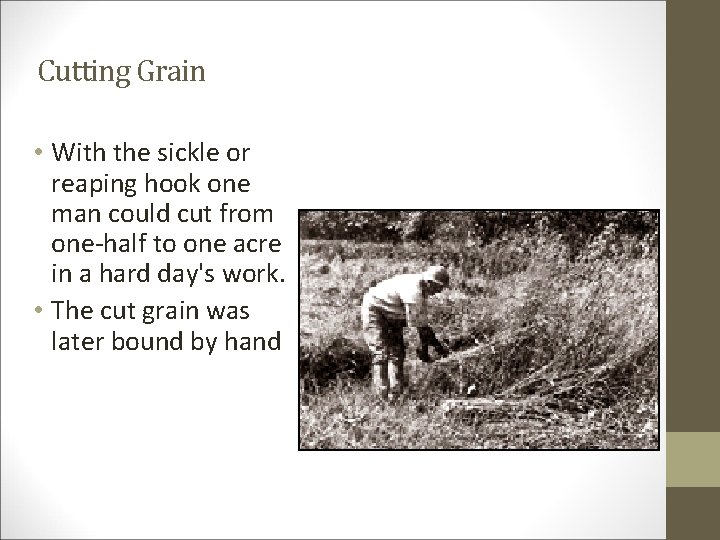 Cutting Grain • With the sickle or reaping hook one man could cut from