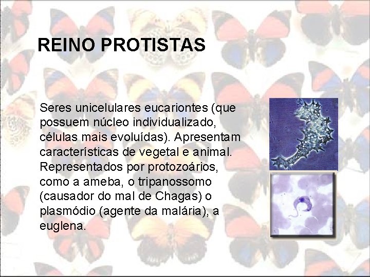 REINO PROTISTAS Seres unicelulares eucariontes (que possuem núcleo individualizado, células mais evoluídas). Apresentam características