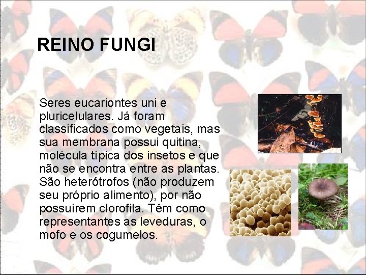 REINO FUNGI Seres eucariontes uni e pluricelulares. Já foram classificados como vegetais, mas sua