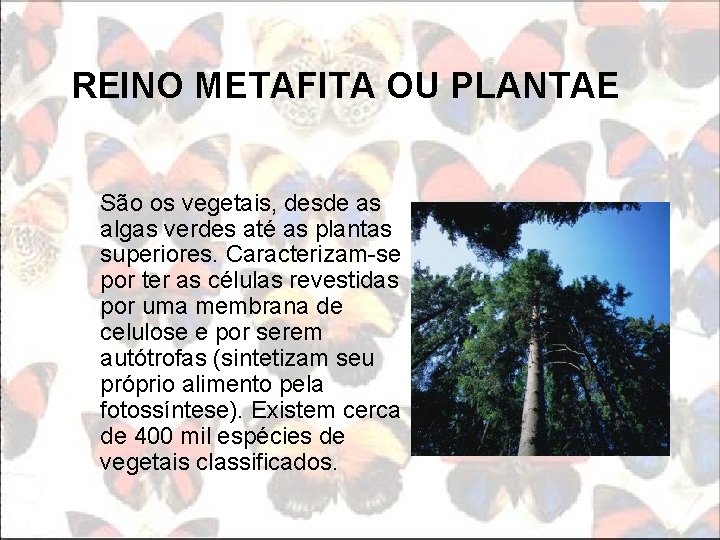 REINO METAFITA OU PLANTAE São os vegetais, desde as algas verdes até as plantas