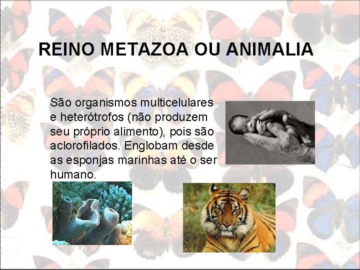 REINO METAZOA OU ANIMALIA São organismos multicelulares e heterótrofos (não produzem seu próprio alimento),