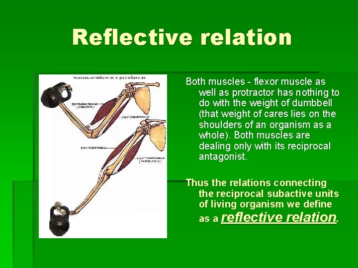 Reflective relation Both muscles - flexor muscle as well as protractor has nothing to